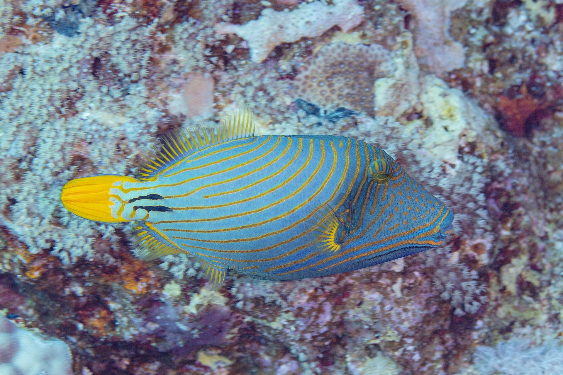 Tryckarfisk vid korallrev i Röda havet