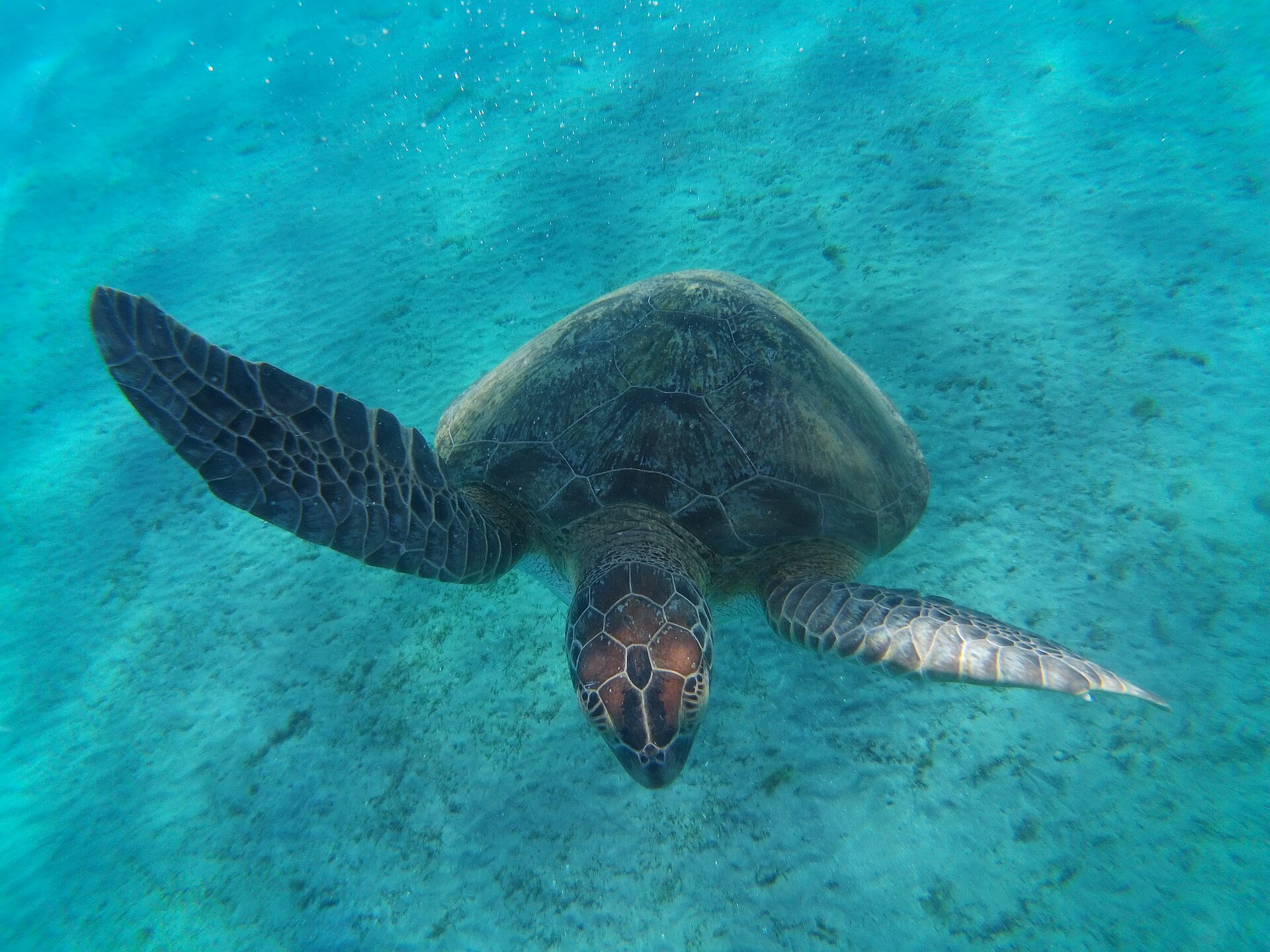 Havssköldpadda i Abu Dabbab, Marsa Alam
